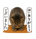 敬語なリアル猫（個別スタンプ：22）