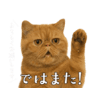敬語なリアル猫（個別スタンプ：23）