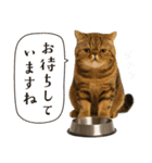 敬語なリアル猫（個別スタンプ：24）