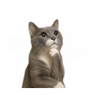 敬語なリアル猫（個別スタンプ：26）