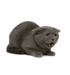 敬語なリアル猫（個別スタンプ：27）