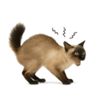 敬語なリアル猫（個別スタンプ：28）