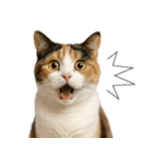 敬語なリアル猫（個別スタンプ：29）