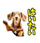 沖縄弁☆わんこ（個別スタンプ：2）