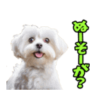 沖縄弁☆わんこ（個別スタンプ：4）