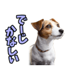 沖縄弁☆わんこ（個別スタンプ：11）