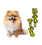 沖縄弁☆わんこ（個別スタンプ：13）