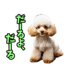 沖縄弁☆わんこ（個別スタンプ：18）