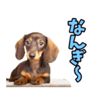 沖縄弁☆わんこ（個別スタンプ：20）