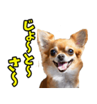 沖縄弁☆わんこ（個別スタンプ：22）