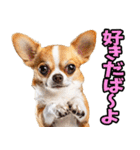 沖縄弁☆わんこ（個別スタンプ：27）