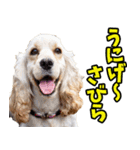 沖縄弁☆わんこ（個別スタンプ：31）