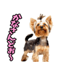 沖縄弁☆わんこ（個別スタンプ：34）