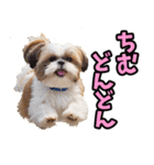 沖縄弁☆わんこ（個別スタンプ：36）
