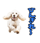 沖縄弁☆わんこ（個別スタンプ：37）