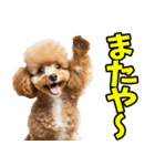 沖縄弁☆わんこ（個別スタンプ：39）