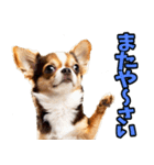 沖縄弁☆わんこ（個別スタンプ：40）