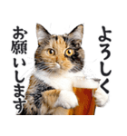 にゃんとも！ビール！（敬語やさしい日常）（個別スタンプ：17）
