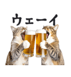 にゃんとも！ビール！（敬語やさしい日常）（個別スタンプ：30）
