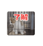 アニまるひと声（個別スタンプ：1）
