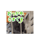 アニまるひと声（個別スタンプ：3）