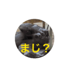 アニまるひと声（個別スタンプ：7）