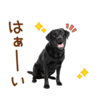 敬語の黒ラブスタンプ（個別スタンプ：3）