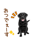 敬語の黒ラブスタンプ（個別スタンプ：5）