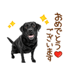 敬語の黒ラブスタンプ（個別スタンプ：6）