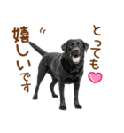 敬語の黒ラブスタンプ（個別スタンプ：11）