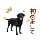 敬語の黒ラブスタンプ（個別スタンプ：12）