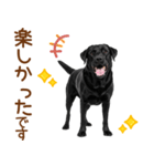 敬語の黒ラブスタンプ（個別スタンプ：14）