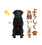 敬語の黒ラブスタンプ（個別スタンプ：15）