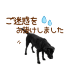 敬語の黒ラブスタンプ（個別スタンプ：21）