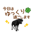 敬語の黒ラブスタンプ（個別スタンプ：23）
