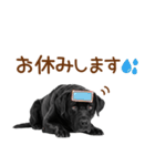 敬語の黒ラブスタンプ（個別スタンプ：28）