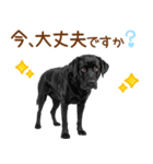 敬語の黒ラブスタンプ（個別スタンプ：30）