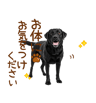 敬語の黒ラブスタンプ（個別スタンプ：33）