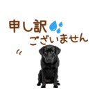 敬語の黒ラブスタンプ（個別スタンプ：36）