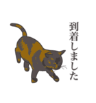 こめこの猫スタンプ[敬語]（個別スタンプ：5）