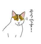 こめこの猫スタンプ[敬語]（個別スタンプ：15）