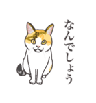 こめこの猫スタンプ[敬語]（個別スタンプ：16）