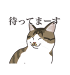 こめこの猫スタンプ[敬語]（個別スタンプ：19）