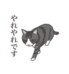 こめこの猫スタンプ[敬語]（個別スタンプ：22）