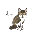 こめこの猫スタンプ[敬語]（個別スタンプ：24）
