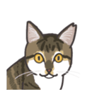 こめこの猫スタンプ[敬語]（個別スタンプ：25）