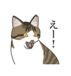 こめこの猫スタンプ[敬語]（個別スタンプ：28）