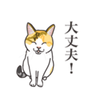 こめこの猫スタンプ[敬語]（個別スタンプ：33）