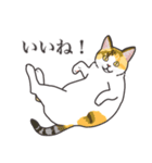 こめこの猫スタンプ[敬語]（個別スタンプ：36）
