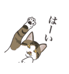 こめこの猫スタンプ[敬語]（個別スタンプ：38）